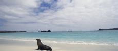 Галапагосские острова - пляж - фото