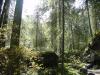 Огромный древний баварский лес