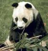В Китае запрещена охота на панд