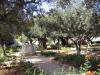 Гефсиманский сад - Gethsemane Garden