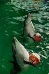 Карадагский дельфинарии - вблизи поселка Курортное