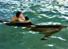 Дельфинотерапия в Одессе проходит круглый год