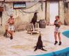 Зоопарк морских животных Mundomar Benidorm