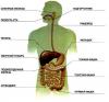 Лечение заболеваний органов пищеварения
