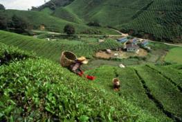 Город Камерон Хайлендс (Cameron Highlands)
