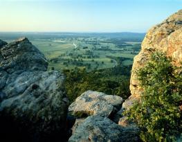 Арканзас - Arkansas - цветок яблони, птица пересмешник