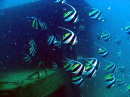 Дайвинг на острове Хайнань - Diving Hainan