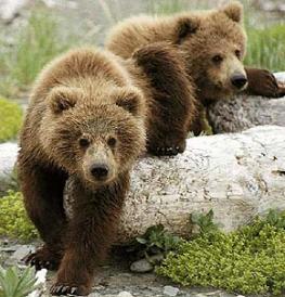 Охота на кавказского бурого медведя