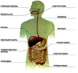 Лечение заболеваний органов пищеварения