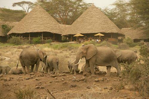 Слоны воле отеля Tortilis Camp