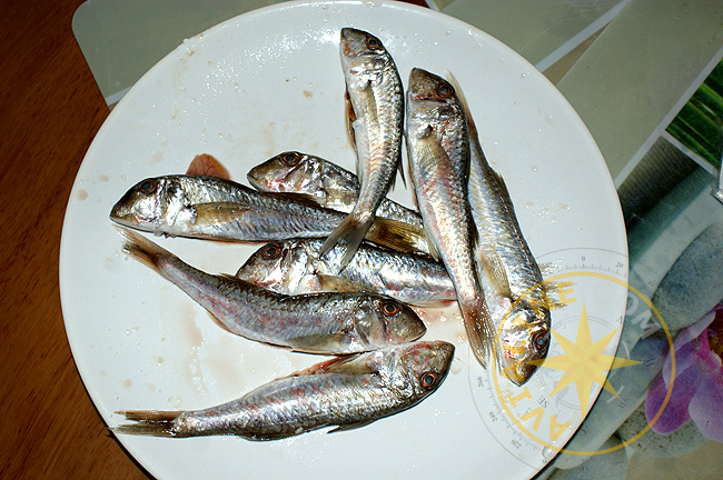 Барабулька - рыба Черного моря