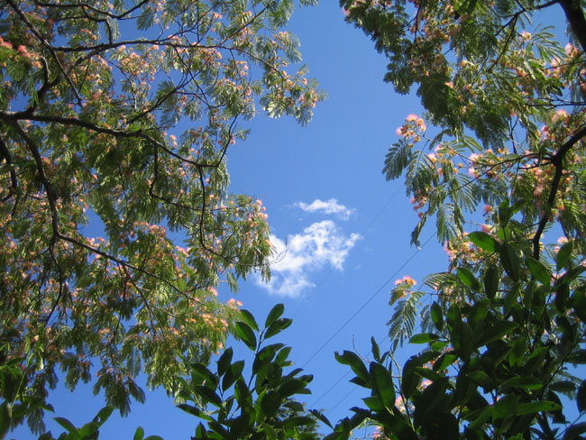 Небо - Никитский ботанический сад