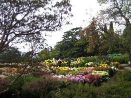 Крым - Никитский ботанический сад - цветы