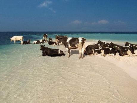 Супер отдых для коров ! :)