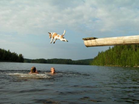 Бесстрашное животное :)