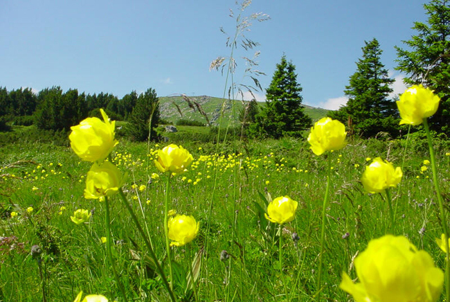 Болгария, парк Витоша, фото