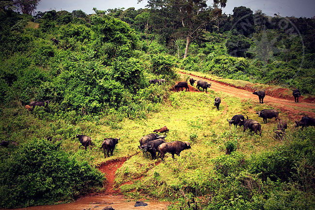 Aberdare National Park - фото