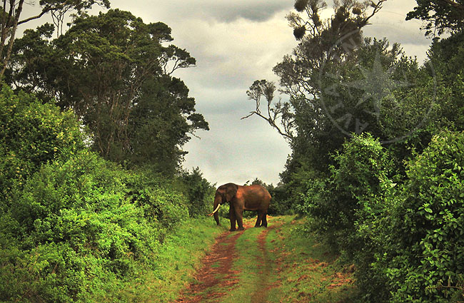 Слоны в национальном парке - Африка