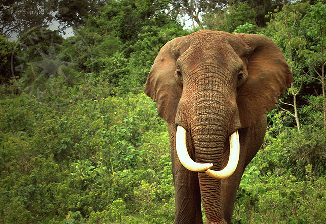 Африканский слон - Африка