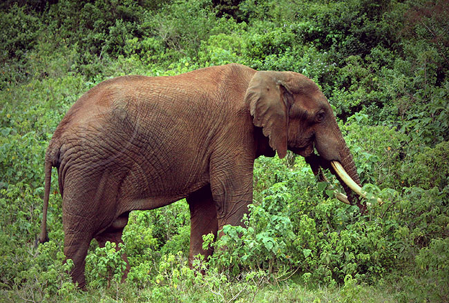 Африка - слоны национального парка
