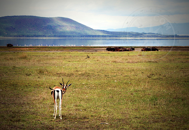 Сафари по Кении - фото