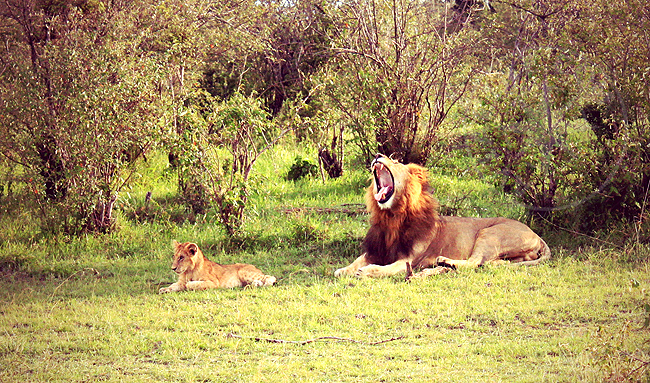 Взрослый лев - фото из Кении