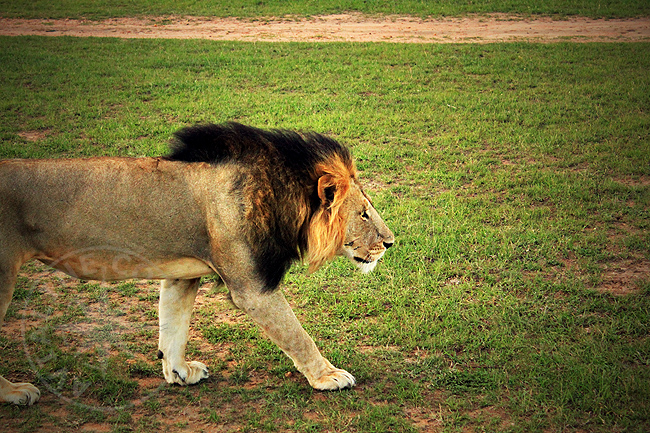 Львы в национальном парке Кении