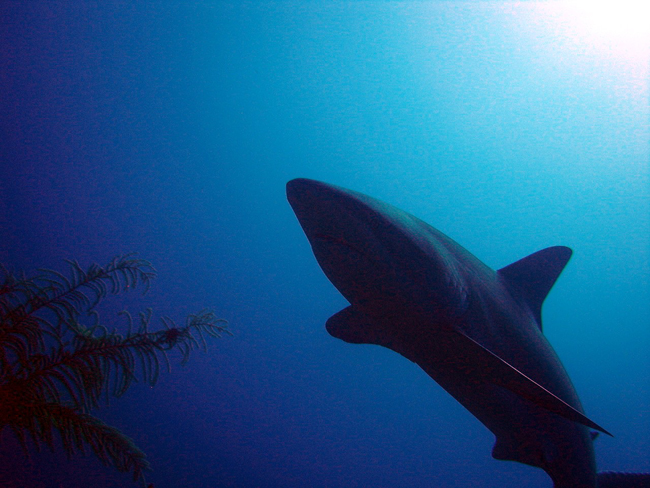 Акула (фото flickr.com)
