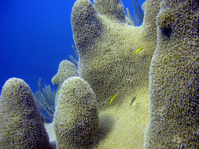 кораллы (фото flickr.com)