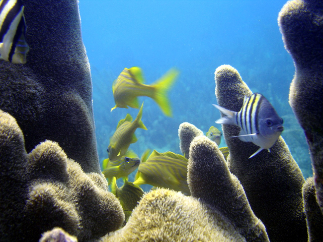 Рыбки среди коралов (фото flickr.com)