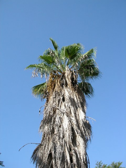 Тель-Авив - пальма