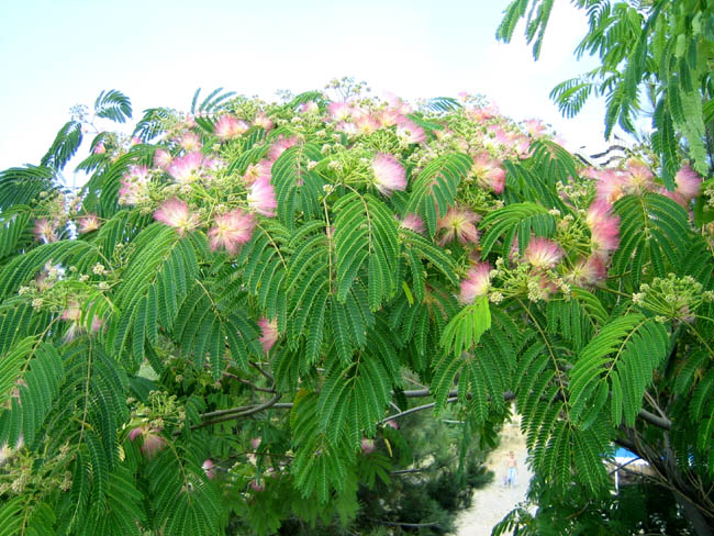 Алушта - цветущее дерево на пляже