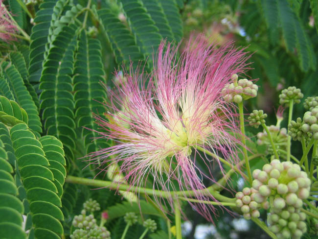 Алушта - цветок цветущего дерева