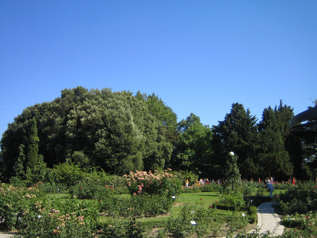 Никитский ботанический сад - розарий