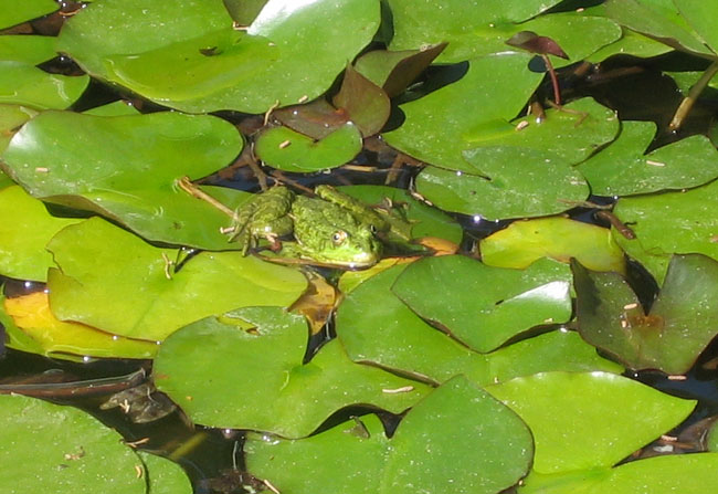 Никитский ботанический сад -  лягушка в пруду