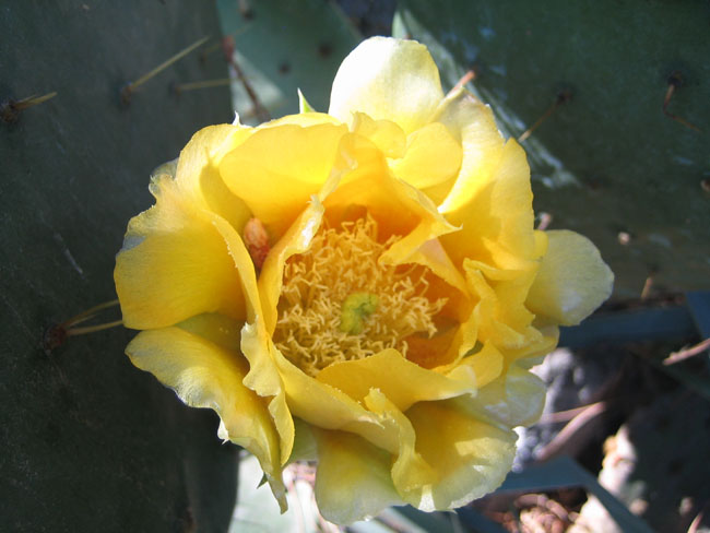 Никитский ботанический сад - цвет, цветок кактуса