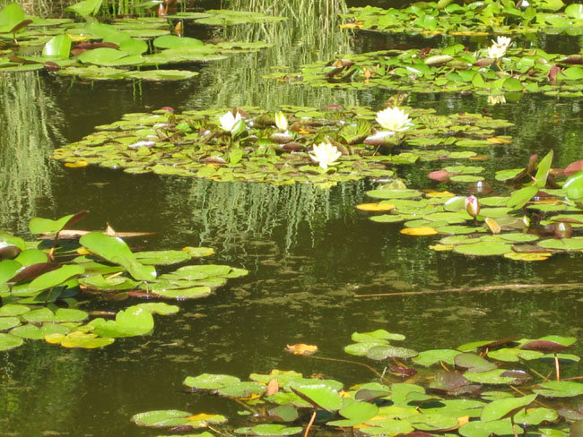 Никитский ботанический сад - пруд с лотосами (лотос)