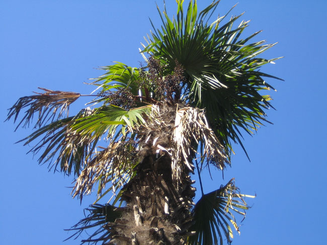 Никитский ботанический сад - пальма