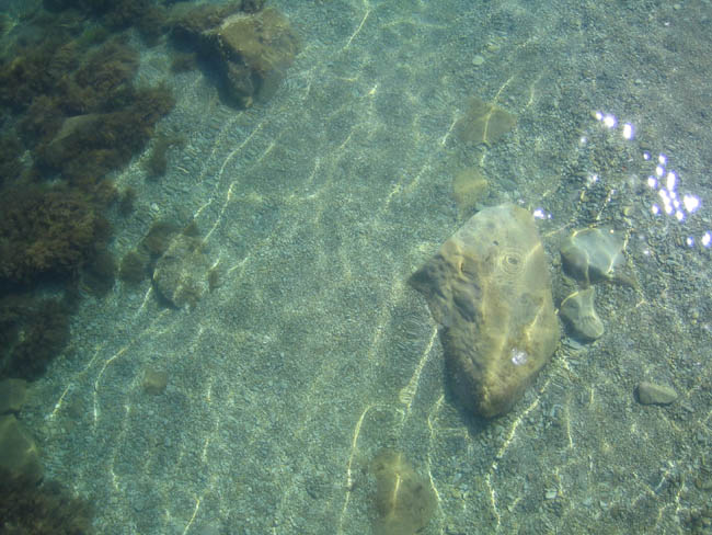 Алушта - пляж - подводные камни - чистейшая вода ...