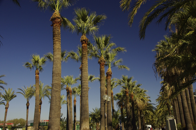 Канны - пальмы - местные достопримечательности, фото flickr.com