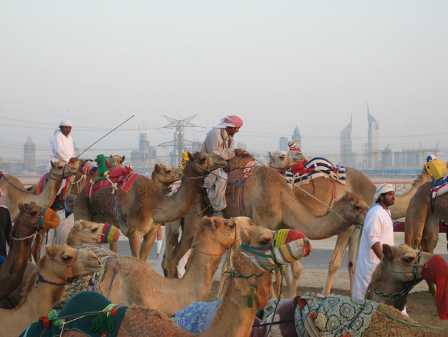 Дубай - верблюды - фото flickr.com