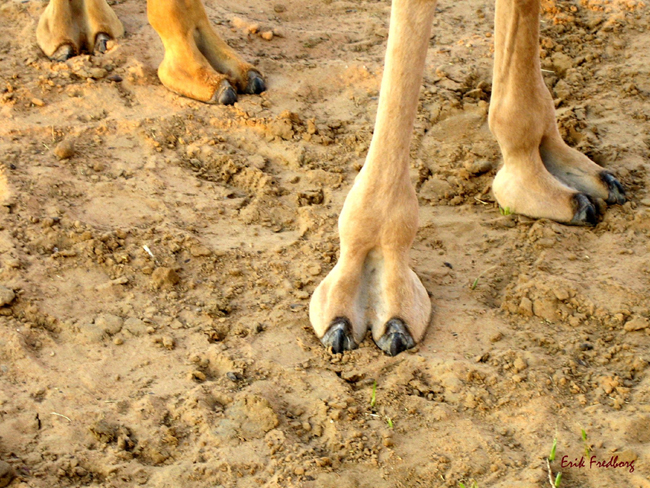 Дубай -верблюды - фото flickr.com