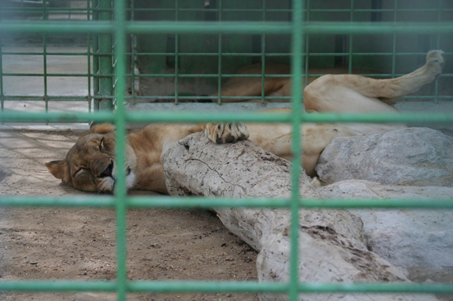 Зоопарк в Дубае - фото
