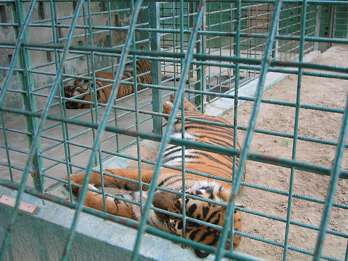 Дубайский зоопарк - фото