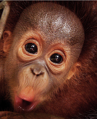 Борнео - Малайзия - животные - flickr.com