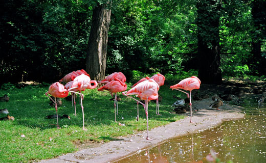 Берлинский зоопарк - Германия - фото flickr.com