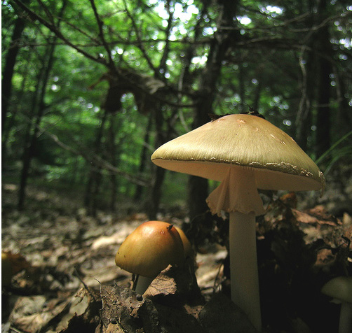 Природа штата Коннектикут - лес, грибы - фото