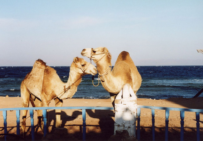 Верблюды, припаркованные на набережной :) - Туры в Дахаб фото flickr.com