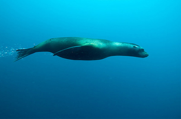 Подводный мир Галапагосских островов - фото