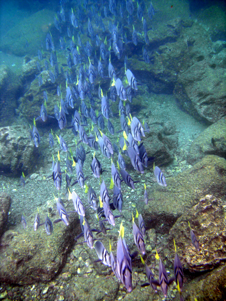 Галапагосcы - подводный мир - фото